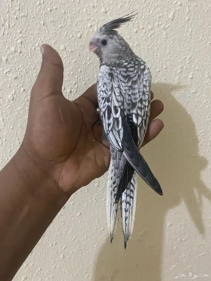 فروخ كروان ( تم البيع ) 1