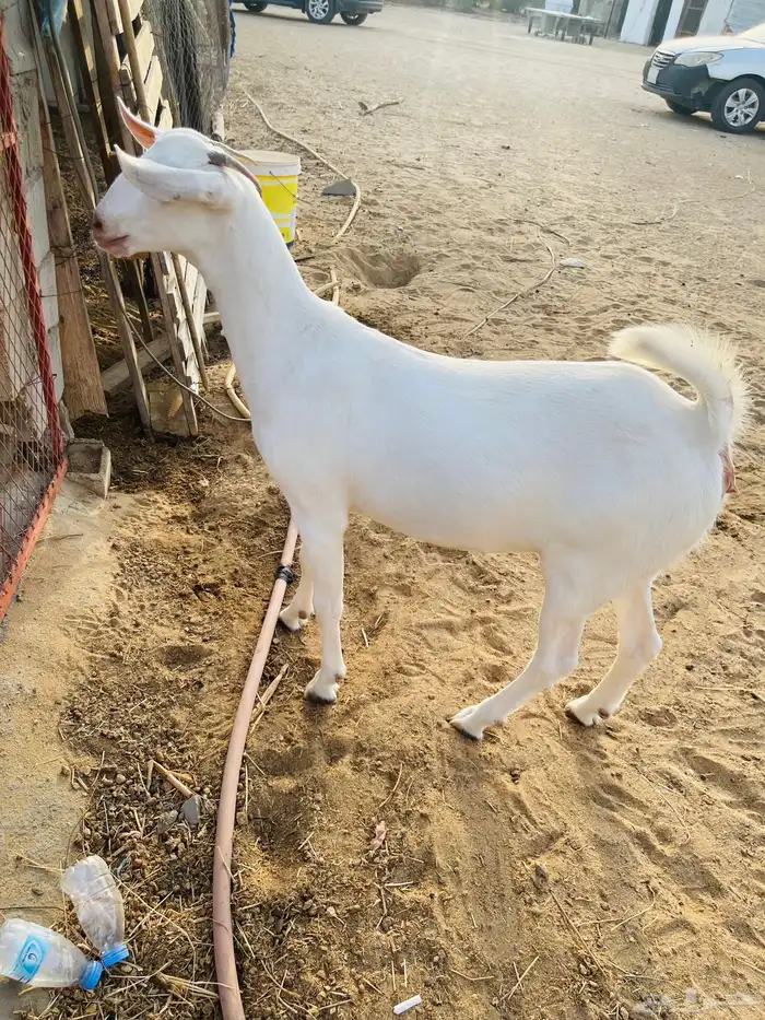 جفره ببشيه 6