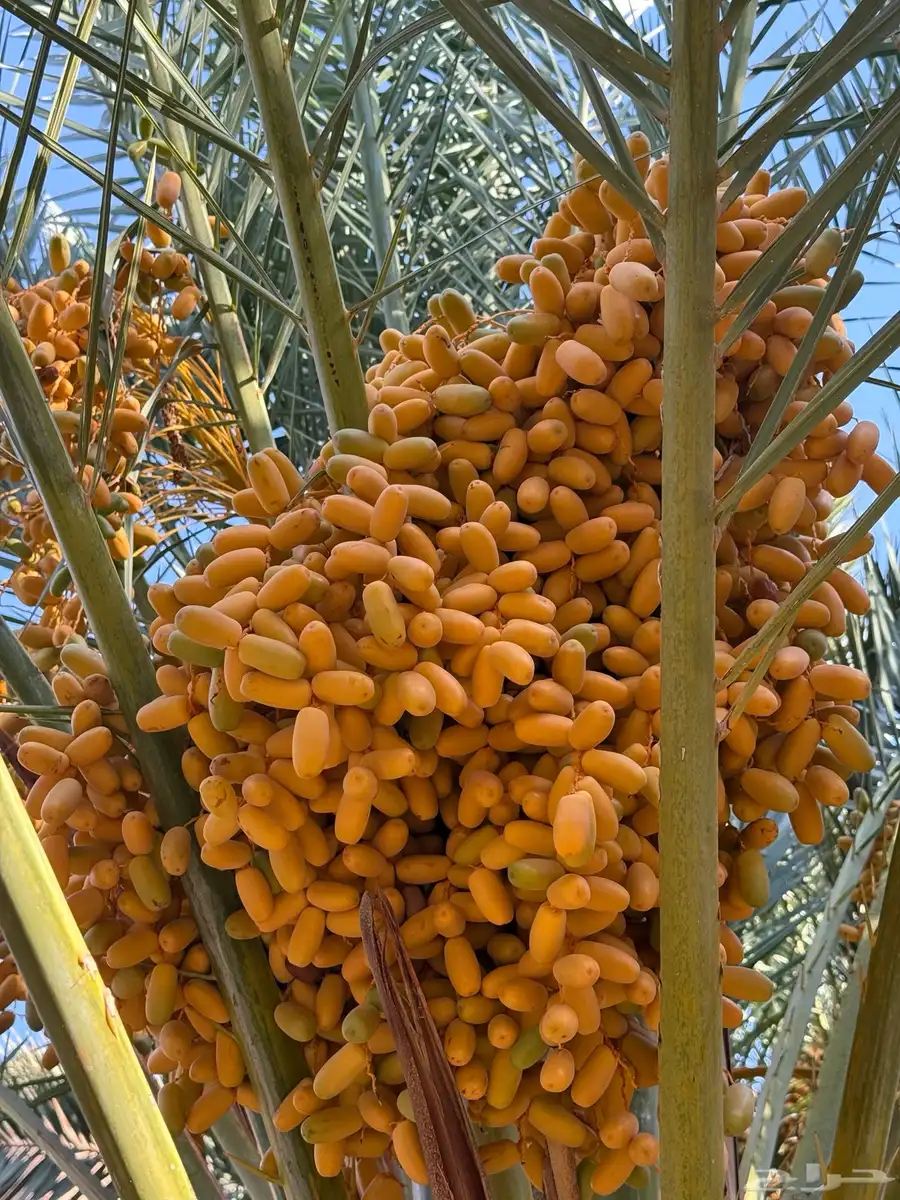 تمر نخل برني فاخر العدد حول 900 العلا 5