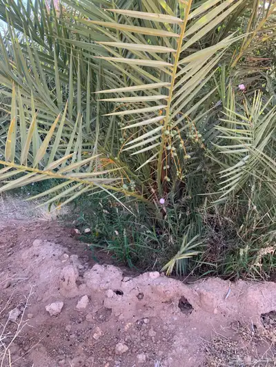 برحي سكري خلاص شيشي 5
