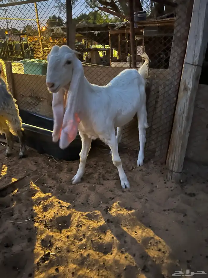 جفار مطورات 2