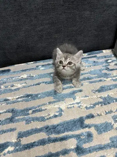 قطط شيرازي للبيع 0