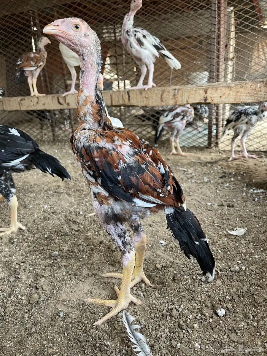 فروخ دجاج سندي 6