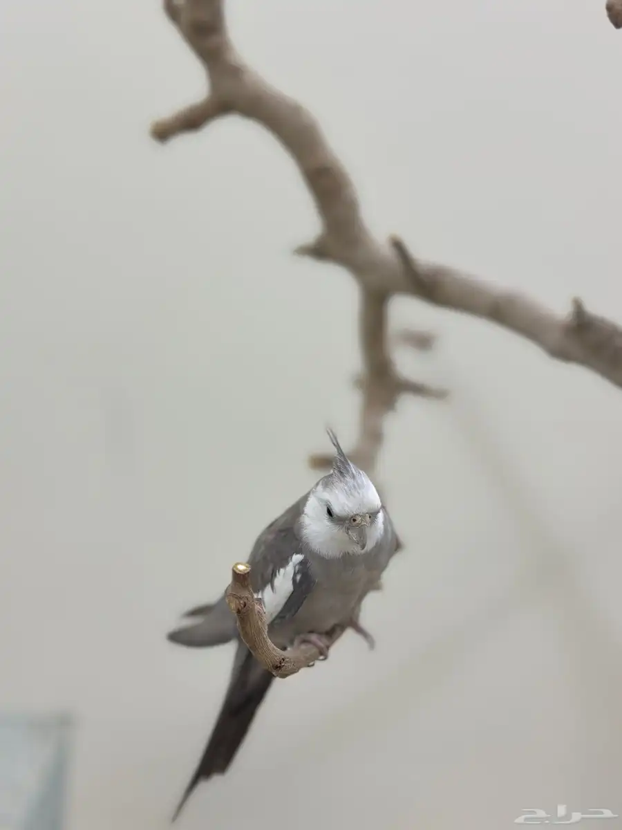 ببغاء كروان 3