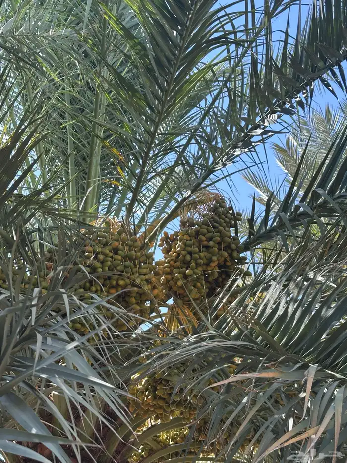 مزرعة محصول تمر 3