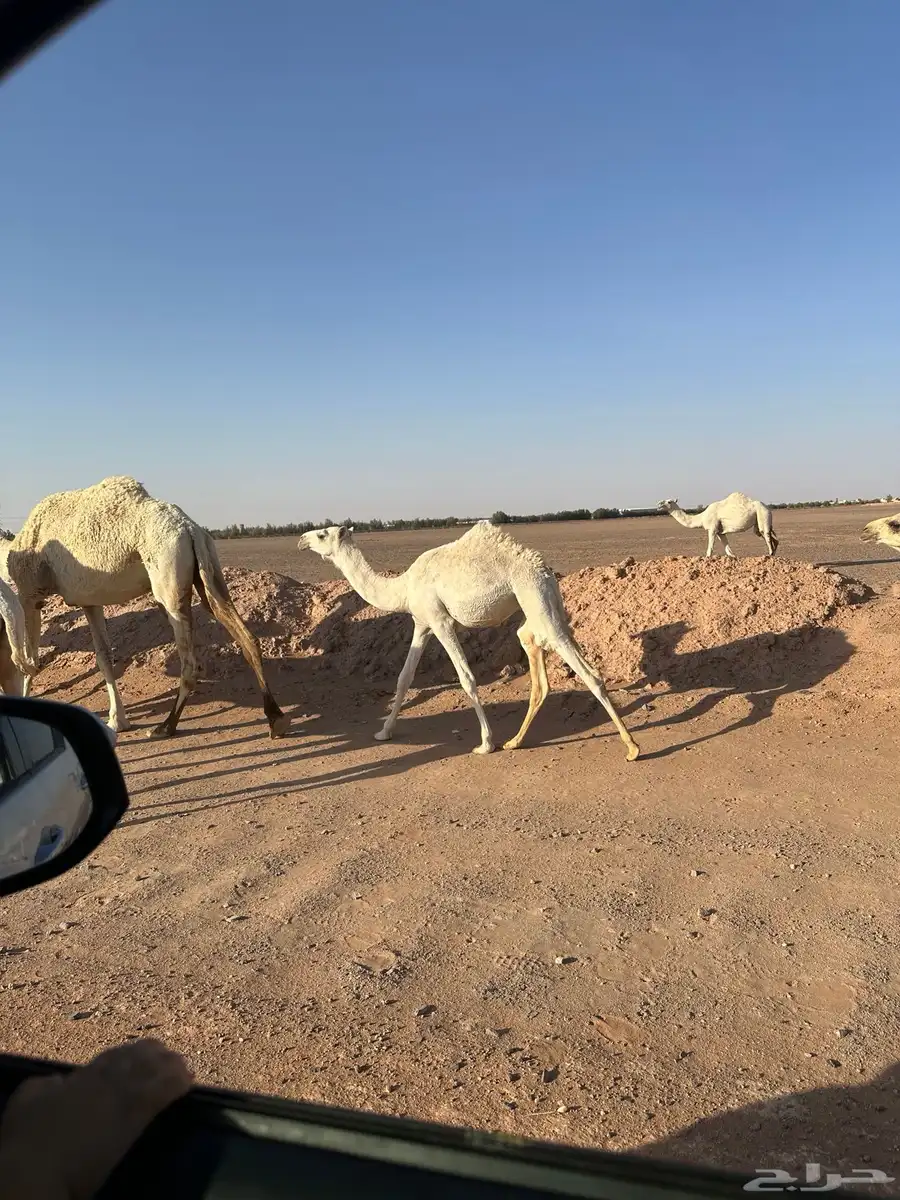 ناقه خلفه معها بكره رمانيه ديدها ثليث نحلبها وترضع بكرتها 2