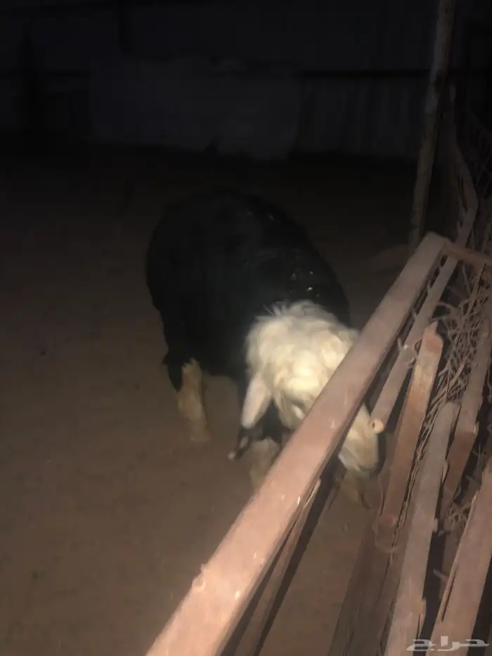 خروفين نجديه 1