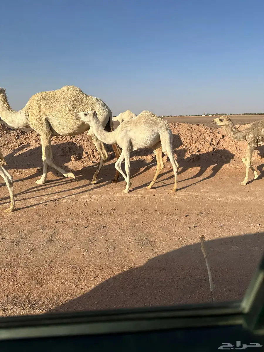 ناقه خلفه معها بكره رمانيه ديدها ثليث نحلبها وترضع بكرتها 1