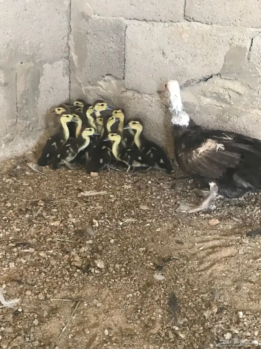 بطه 0