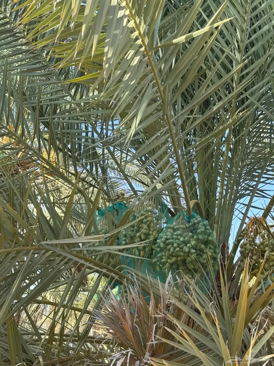 محصول تمور 2025 9