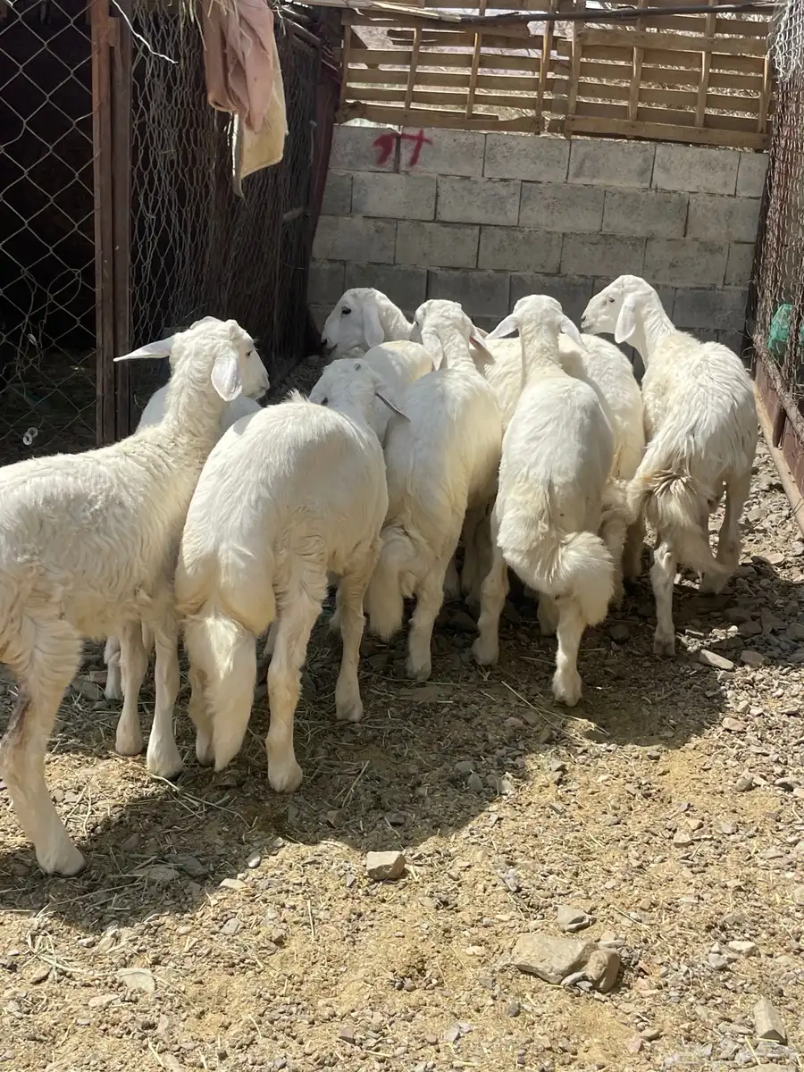 خرفان كفووو فل القفل 0