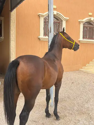 حصان شعبي 2