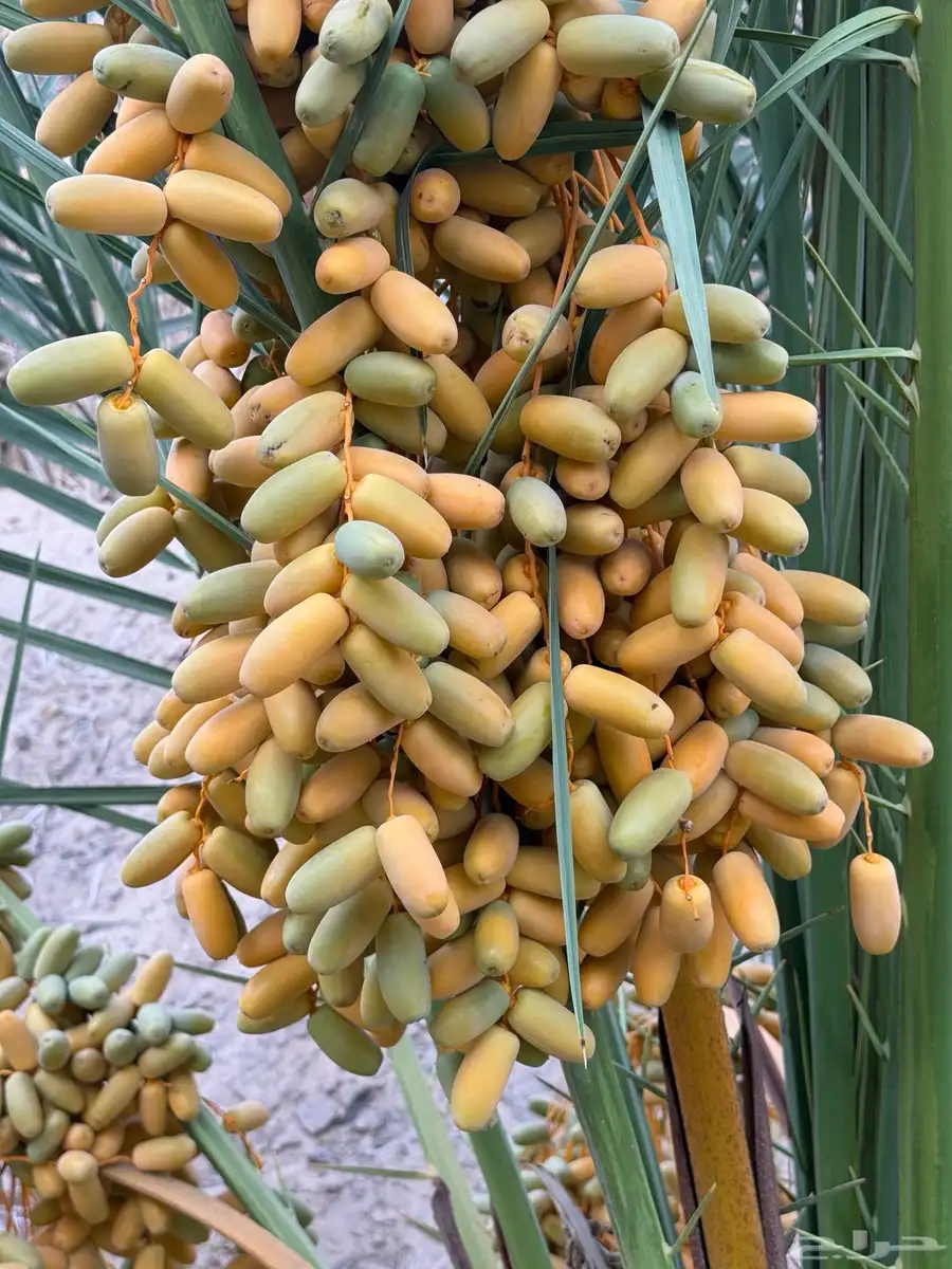 تمر نخل برني فاخر العدد حول 900 العلا 3