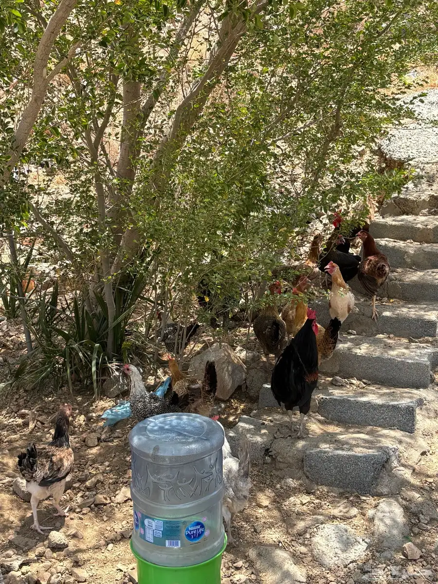 دجاج بلدي للبيع 0