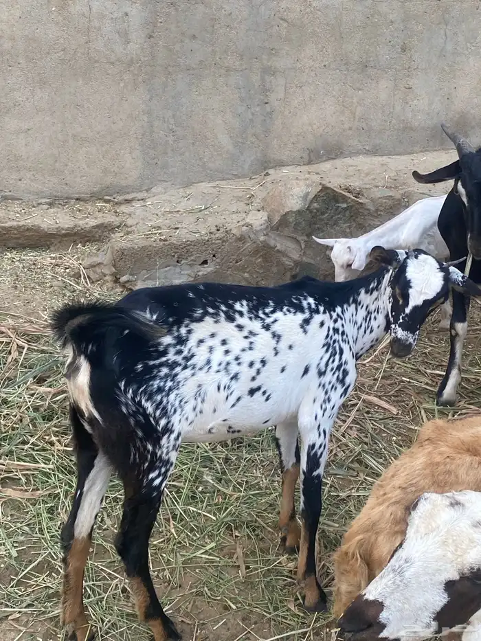غنم باشيات 1