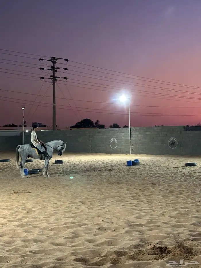 تريب على ركوب الخيل 3