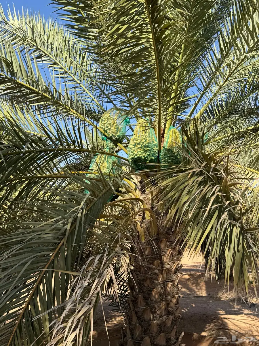 محصول تمور 2025 7