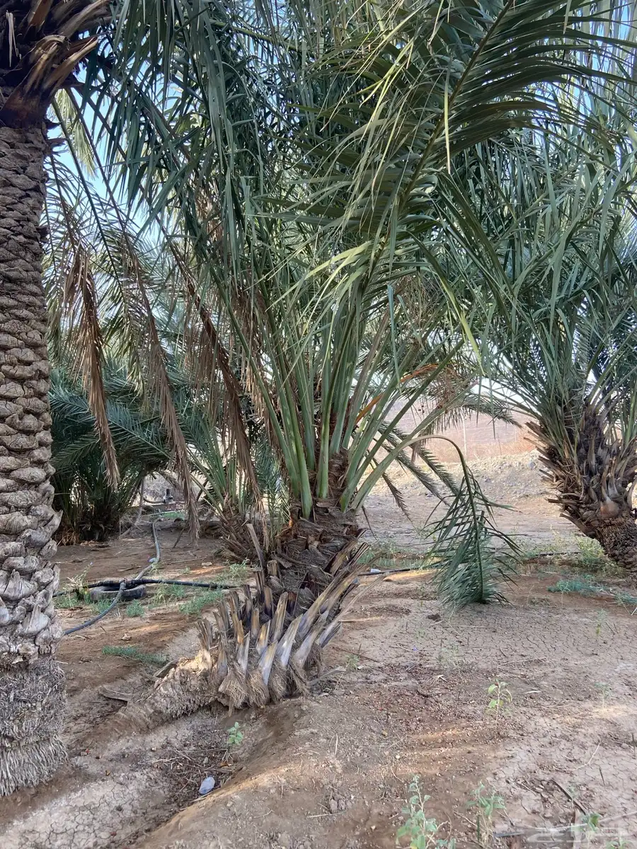 نخل للبيع 1