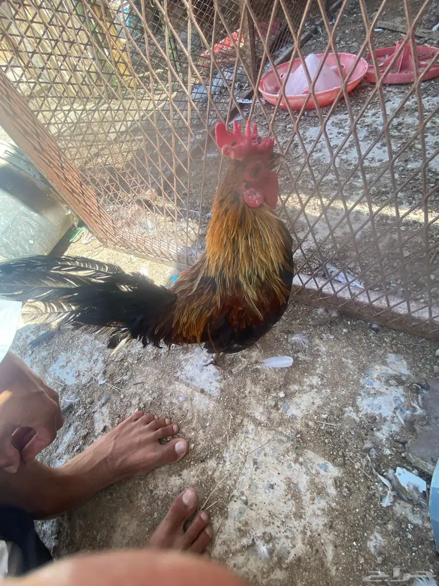 ديك افرق قزم وا زوج حمام زاجل 4