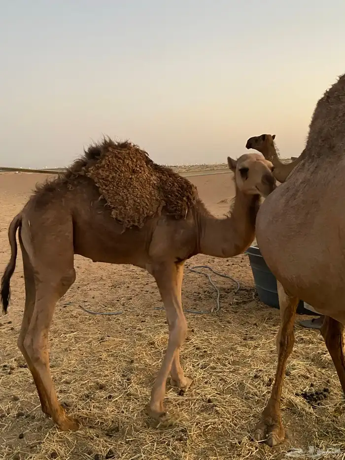 حاشي لباني على حليب امه 0
