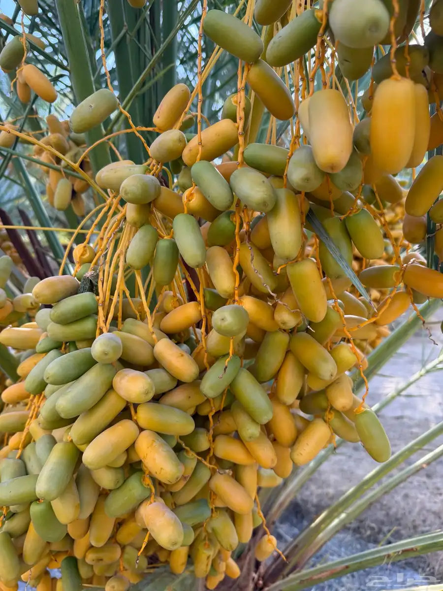 تمر نخل برني فاخر العدد حول 900 العلا 0