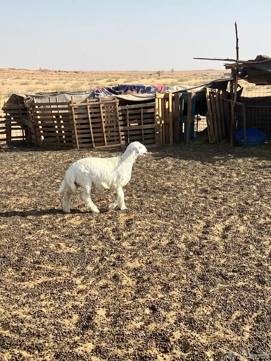 حري خروف 2