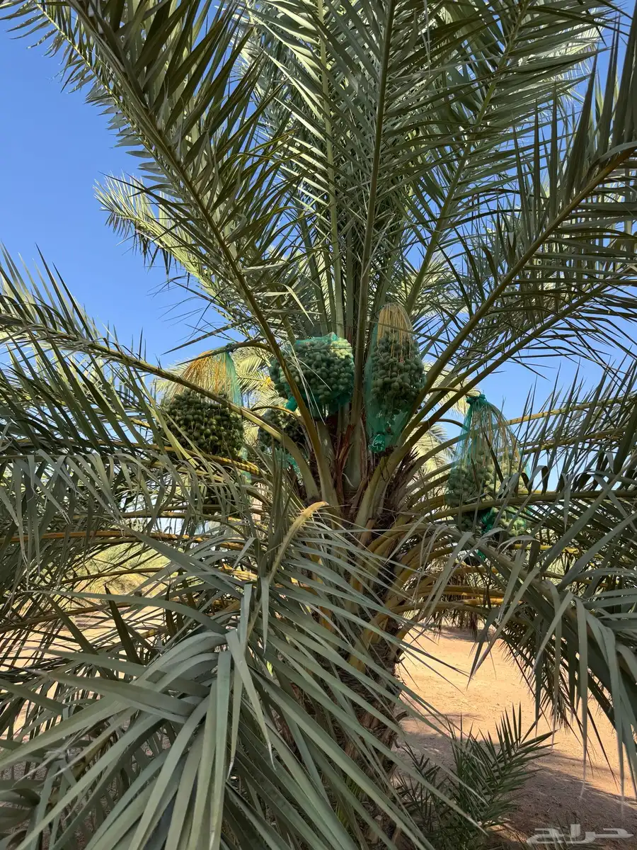 محصول تمور 2025 5