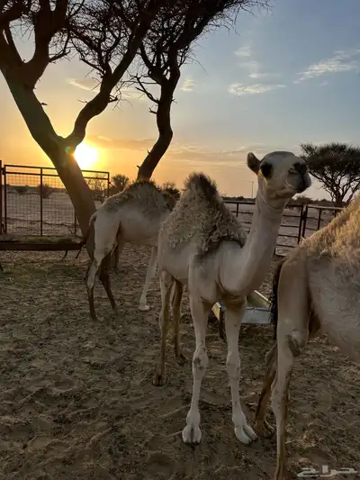ابكار للبيع لبانيه 4
