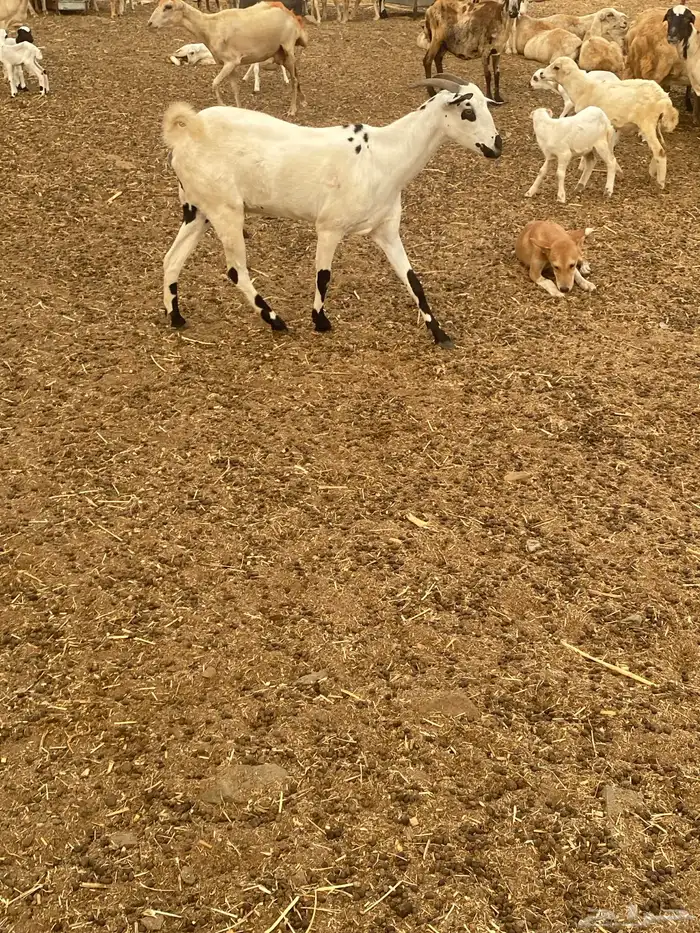 غنم باشيات 2
