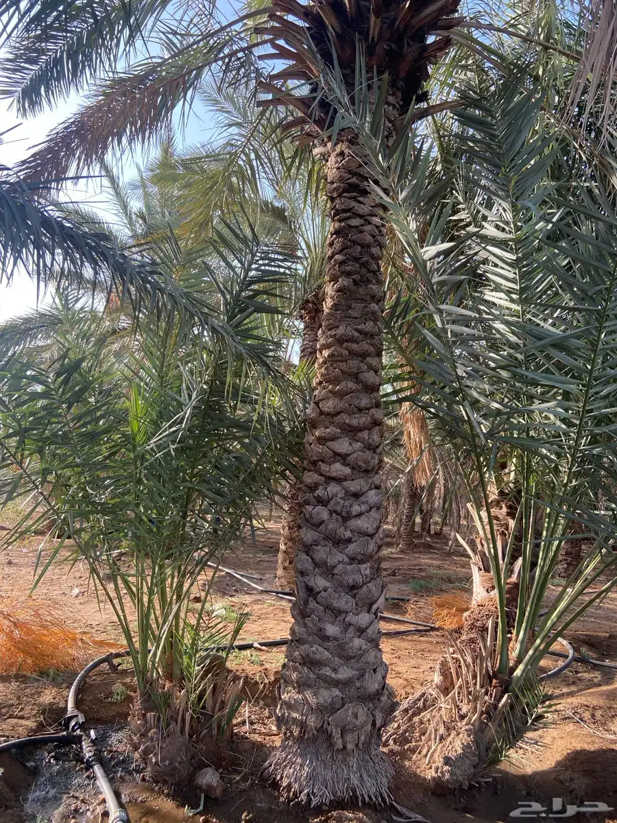 نخل للبيع 9