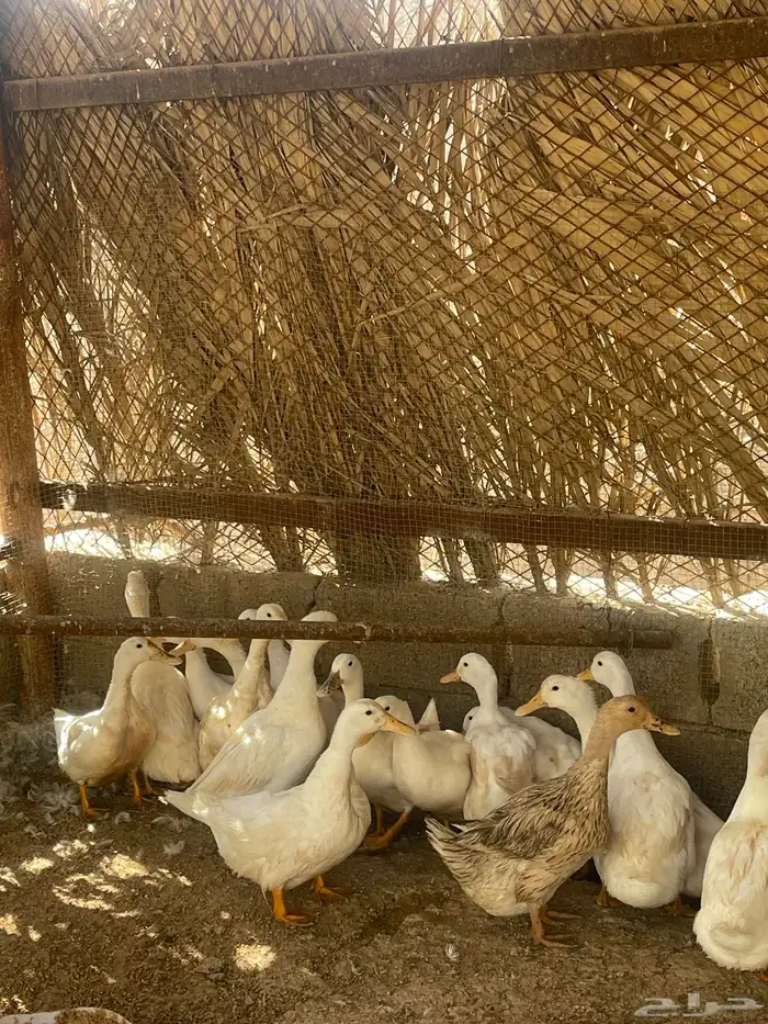 بط بري الجوز 70 والوحدة 35 ويوجد ذبح 1
