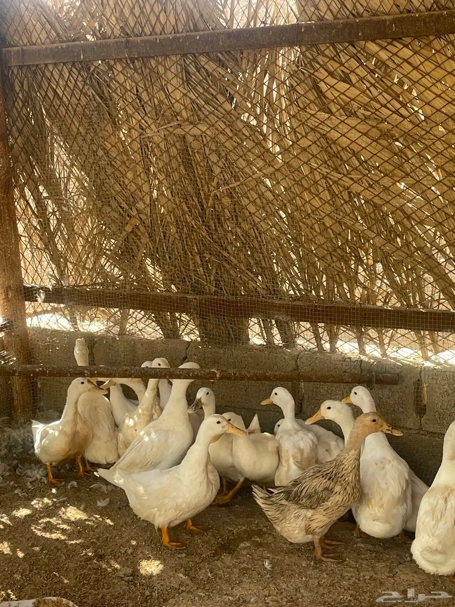 بط بري الجوز 70 والوحدة 35 ويوجد ذبح index