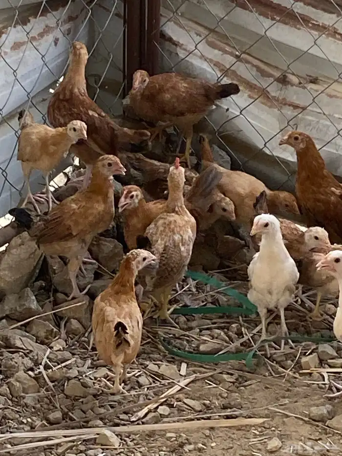 دجاج 1
