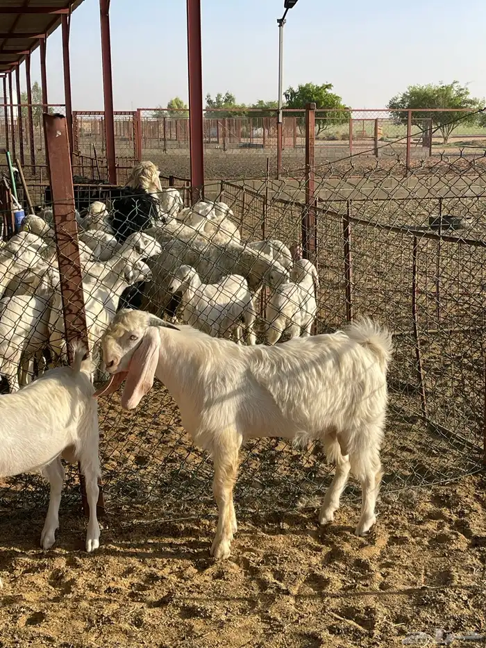 للبيع مشاريع فحول ماعز أبيض مطوره 1