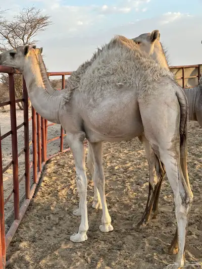 ابكار للبيع لبانيه 1