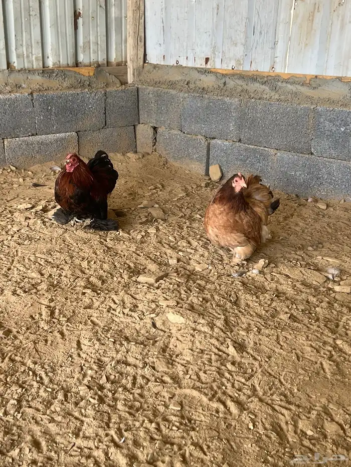 دجاج كوشن 0