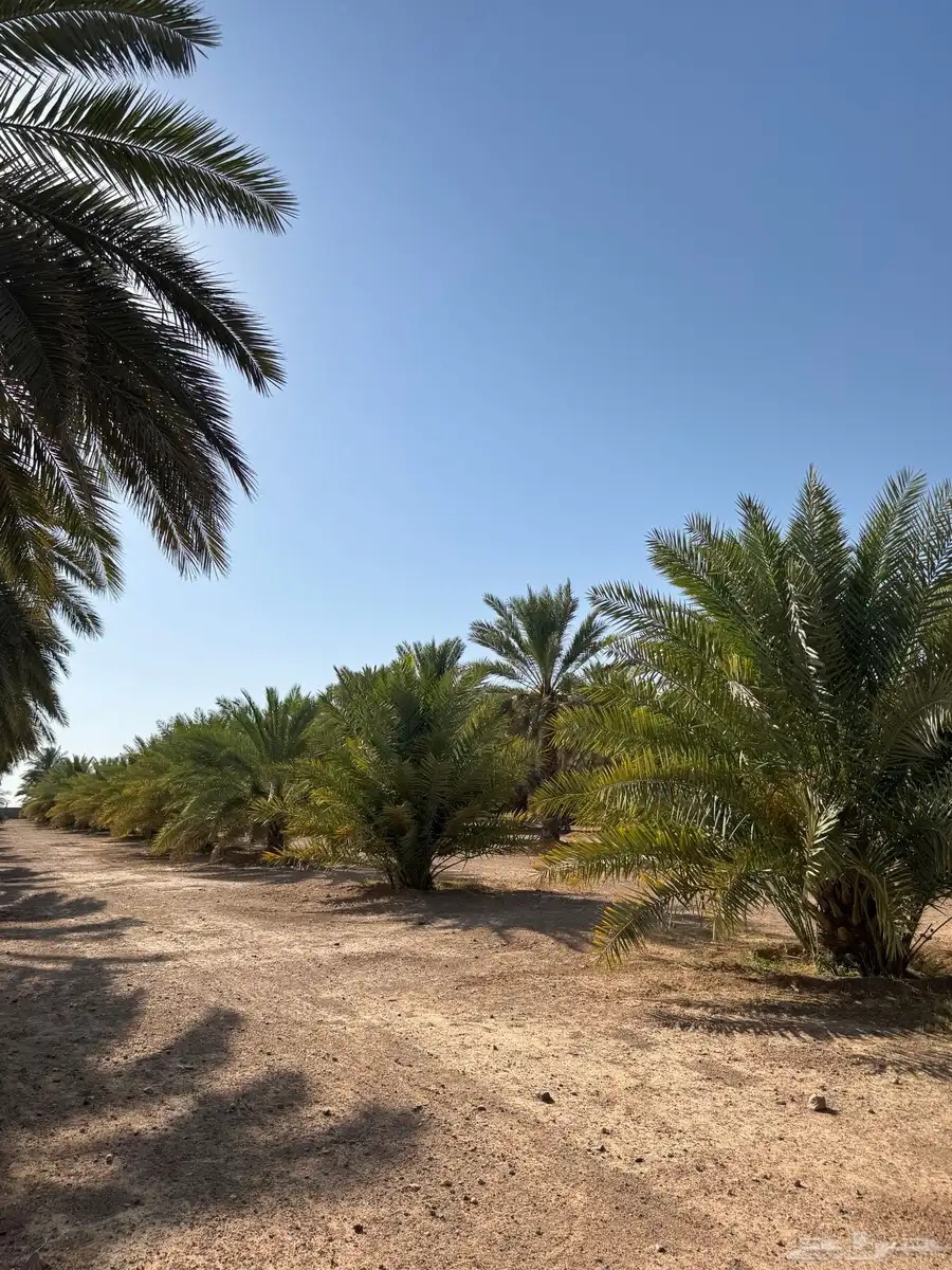 محصول تمور 2025 10
