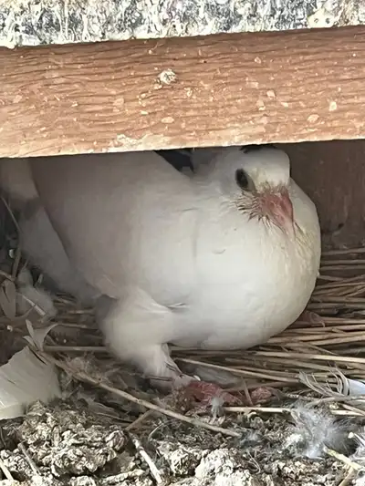 بط و زغاليل للبيع 2