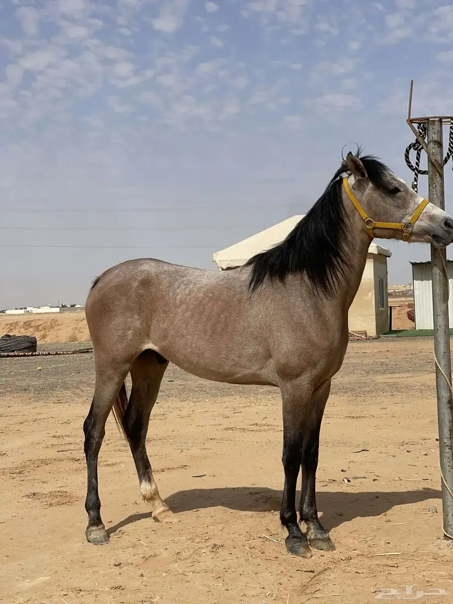 بسم الله. عرض حصان شعبي شيخ وسبوق 0