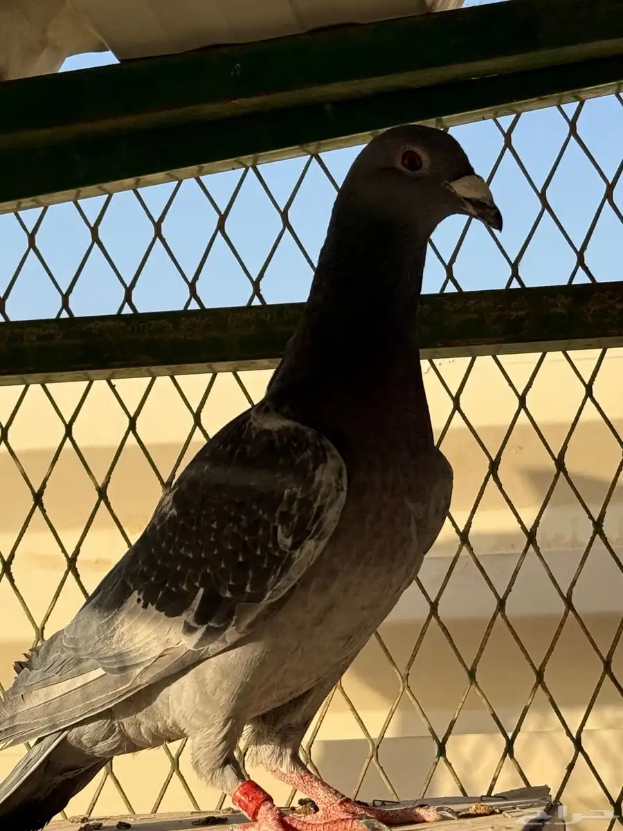 ذكر زاجل سباق 1