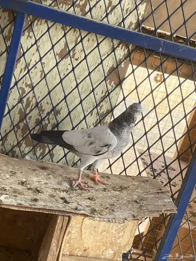 طبات للبيع 3