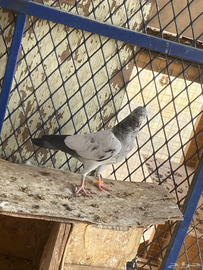 طبات للبيع 3