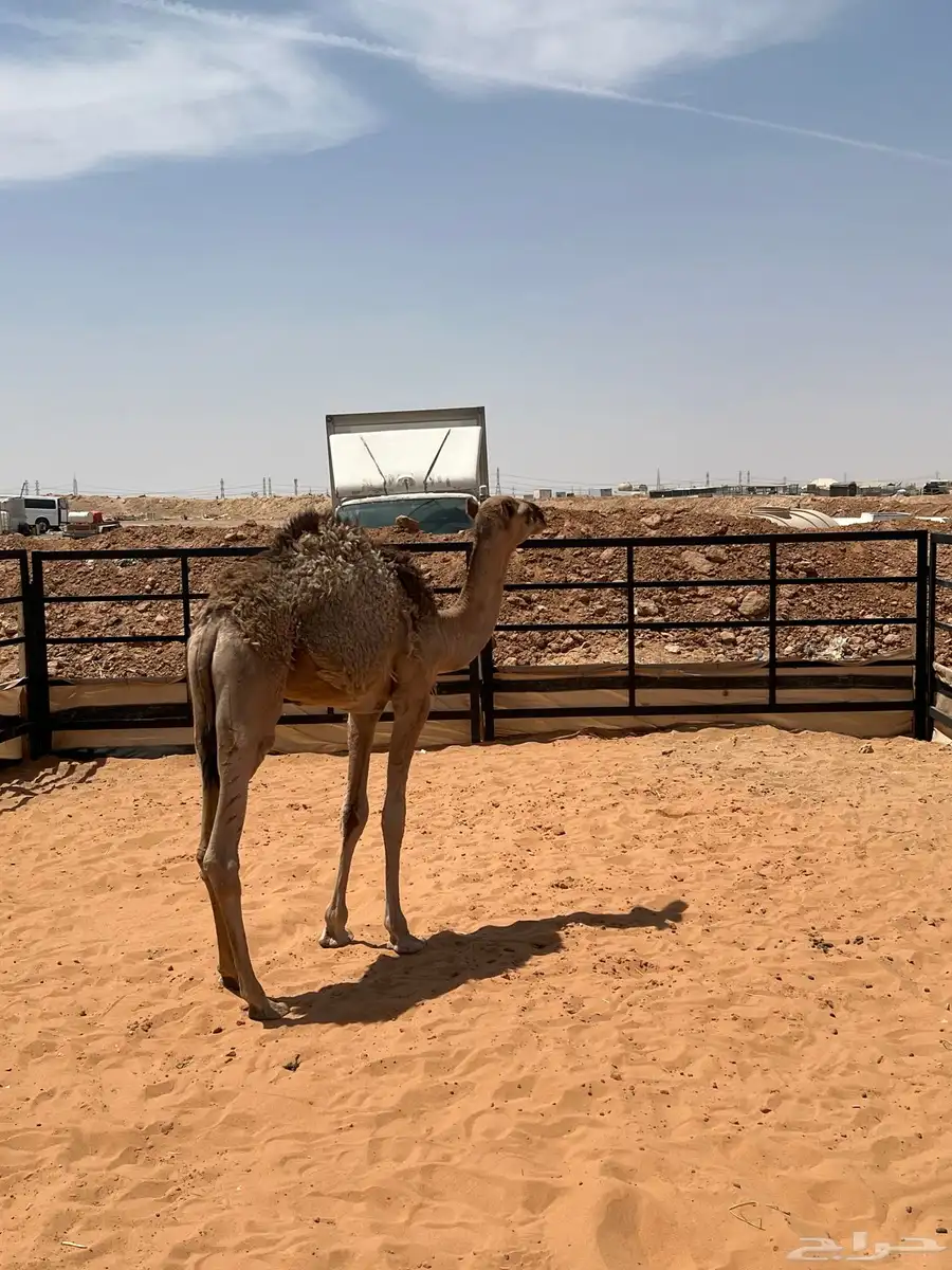 قعود 1