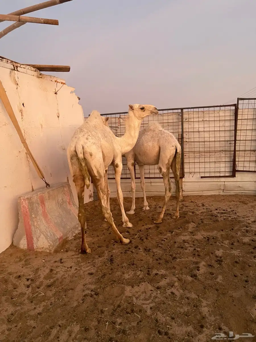 بكره مفروده 0