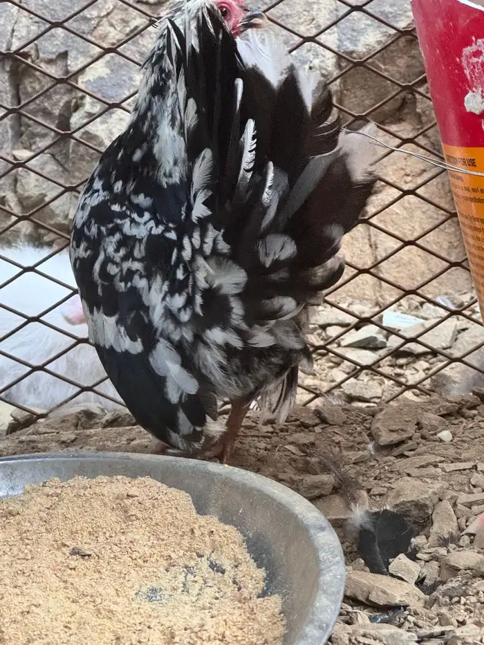 للبيع دجاج عربي وبط ودجاج جبنيز وديك رومي 7