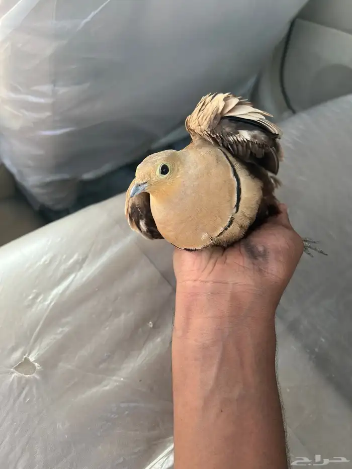 قطا 2