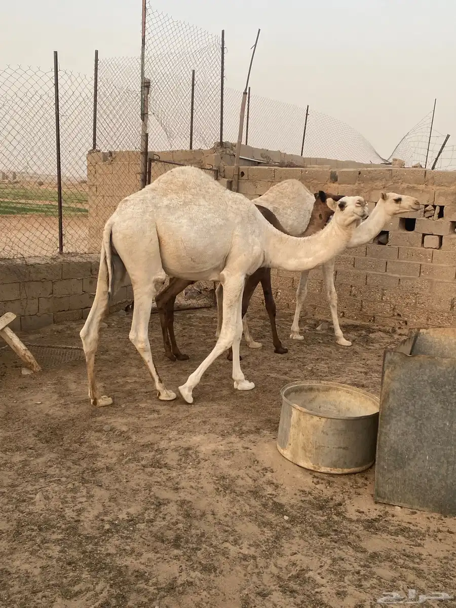 قعدان وضح للبيع فل الفل 0
