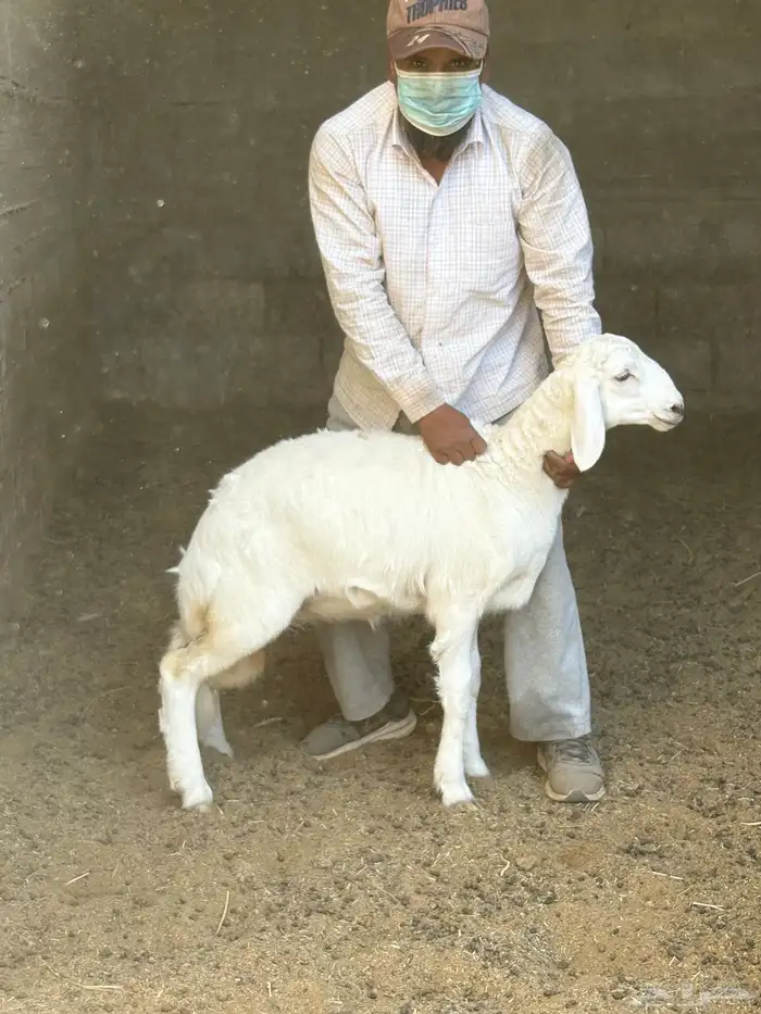 ثلاث خرفان حري العمر مابين 3 إلى 5 شهور على السوم 1