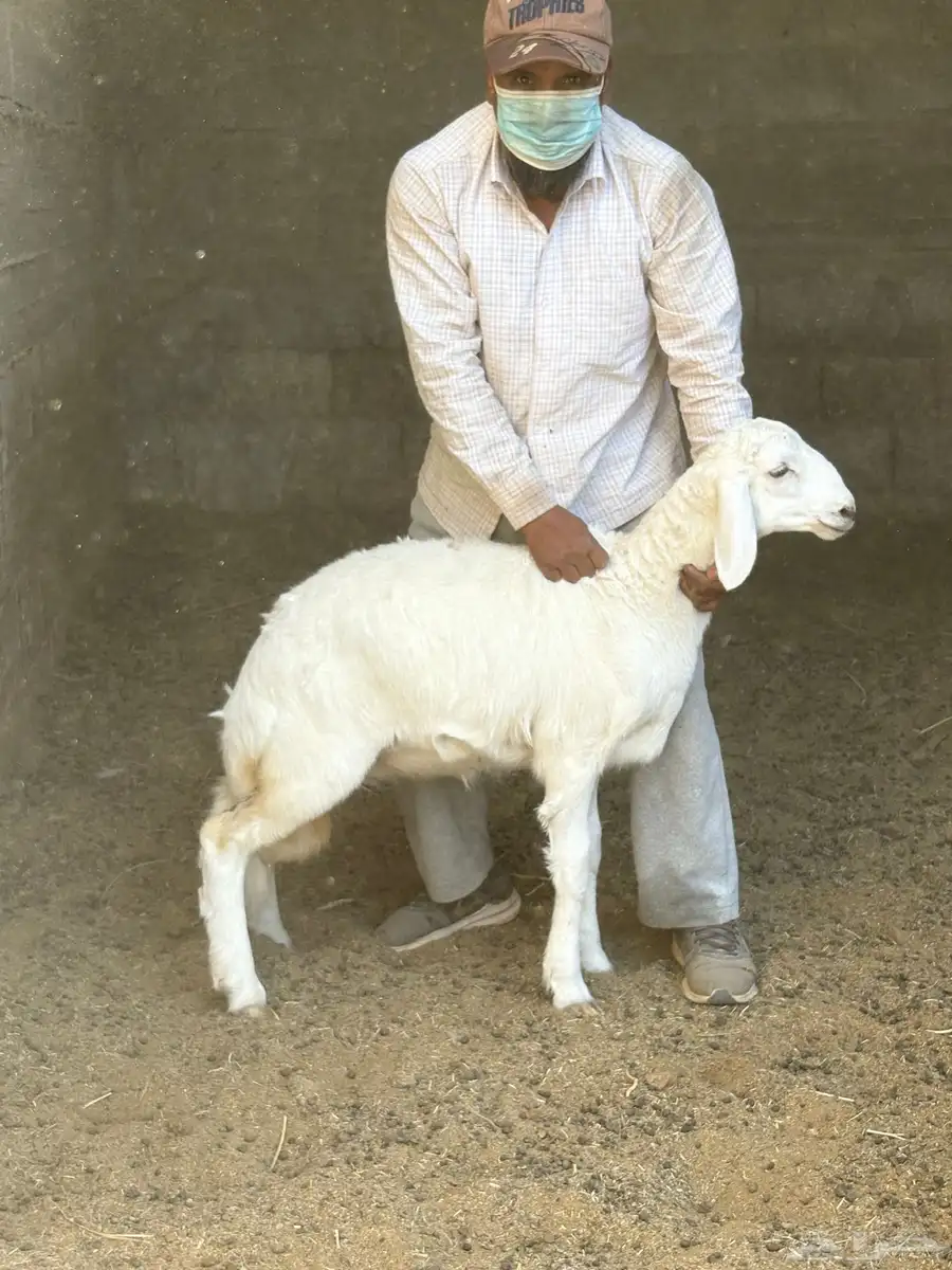 ثلاث خرفان حري العمر مابين 3 إلى 5 شهور على السوم 1