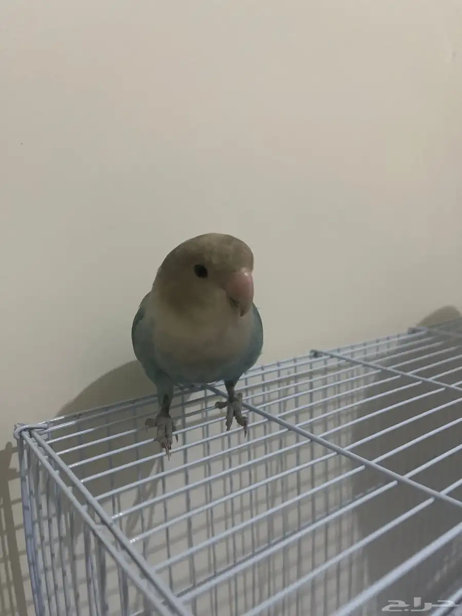 ببغاء روز 0